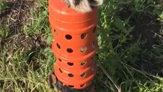 Raccoon Rescued in Hayfield