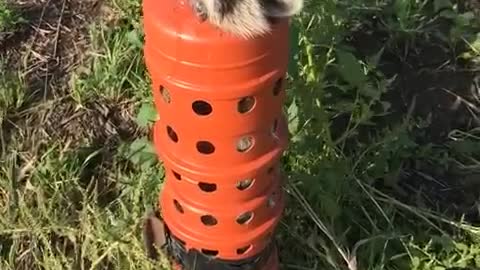 Raccoon Rescued in Hayfield