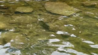 Spawning Salmon Humber River Toronto 4