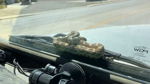 Snake Takes a Ride on the Windshield