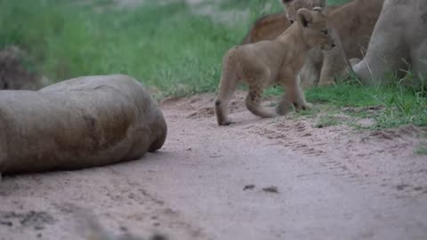 Some moments with a lion family