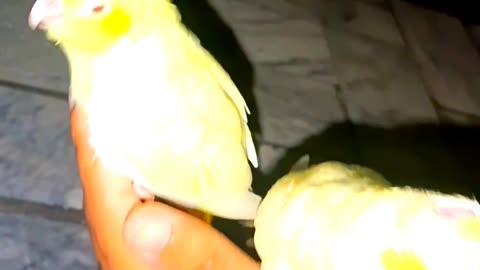 My hand tamed cocktail parrots