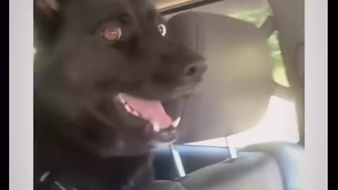 Try Not To Laugh Challenge The best and funniest pets in the world