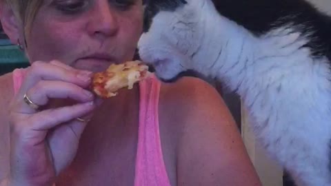 Pizza eating cat