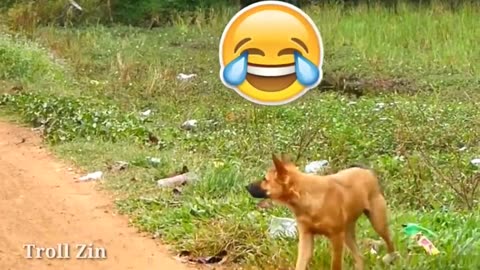 Animal funny video