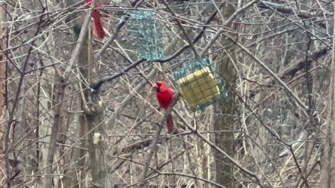 Suet bird feeder station