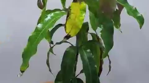 1 YEAR IN 50 SECONDS - MANGO TREE