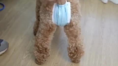 Funny dog wearing a muzzle