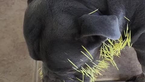 Pitbull Owner Pulls Out Porcupine Quills