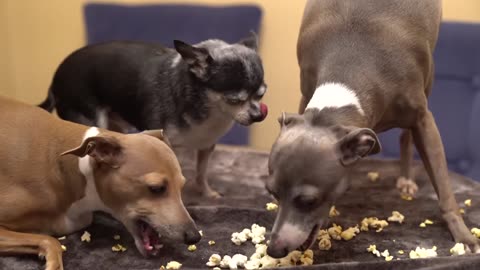 My Dogs Eating Popcorn ASMR