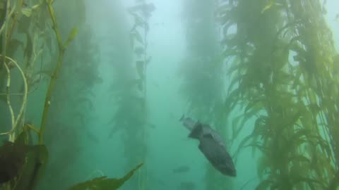 SCUBA - Monterey, California 2018 - Breakwater