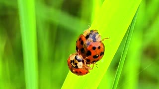 Ladybugs mating/beautiful insects in the act of mating.