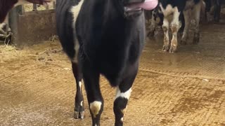 Cow Wags Its Tongue