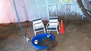 Bear Family Has Fun in Backyard