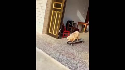 Funniest Dogs And Cats Videos 17 Best Funny Animal Videos 2024 🥰