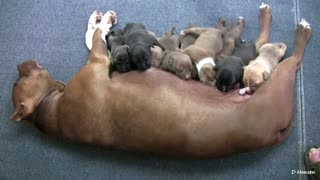 Adorable Pitbull Puppies: Irresistible Cuteness Overload