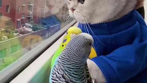 Cute Friendship Between Cat and Bird - Adorable Bond!