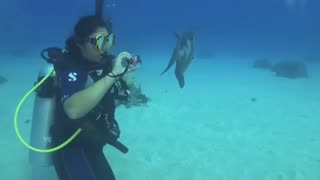 a curious fish ☺️🐟