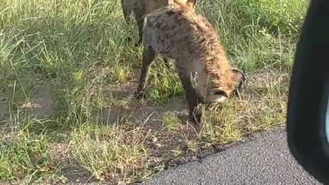 crazy hyenas, funny animal videos