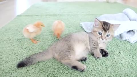 Kitten Kiki and chicks disturb daddy cat's kneading