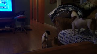 German Shepherd teases Jack Russells