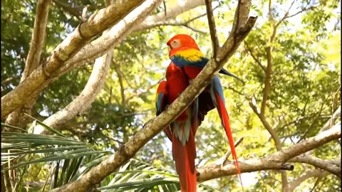 The Wild Macaw parrot's | Full Episode 1 | Hindi Documentary.