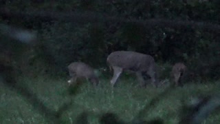 Antlered Doe? closing the distance on a velvet deer in Ohio