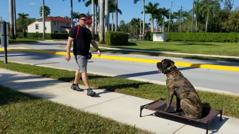 English Mastiff - How to Train the Stay Command