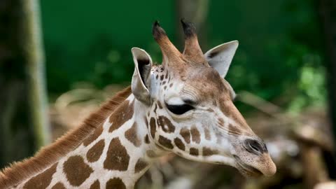 Girafa e suas características/animais