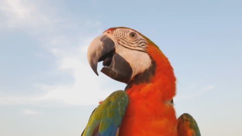 Close up of blue and gold Macaw parrot. Exotic colorful African parrot with the blue sky