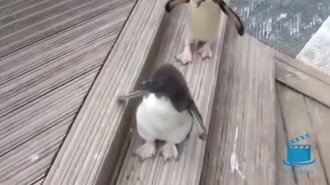 Best of Funny Penguins 😊🐧 Funny And Cute Penguins