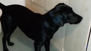 Dog reacting to Orbs and light flashes - Paranormal 🇬🇧