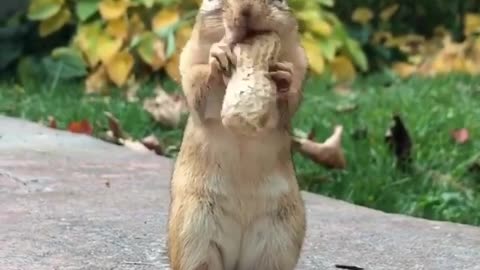 cute squirrel watch this video very funny squirrel