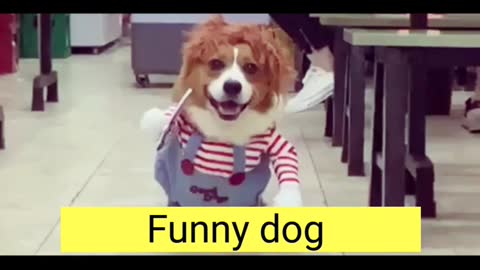 Funny dog 😂 amazing