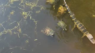 Turtles Surround Baby Alligator