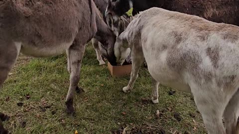 Donkey Field Donkeys Love Attention Farming Life p2