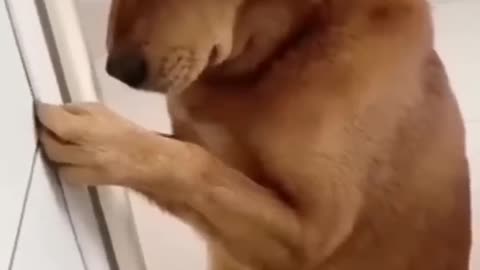 Dog funny video.