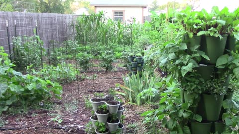 Late June Gardening Update and Tour - Things Are Growing Like Crazy.