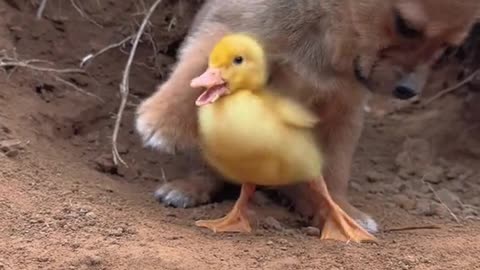 Puppie with chicks