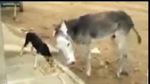 Dog vs donkey fight