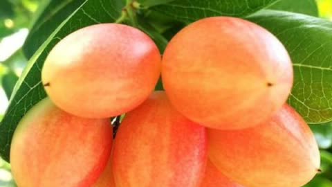Karonda Charm: Small Fruit, Big Flavor