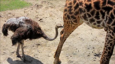Ostrich pecking at a giraffe's tail