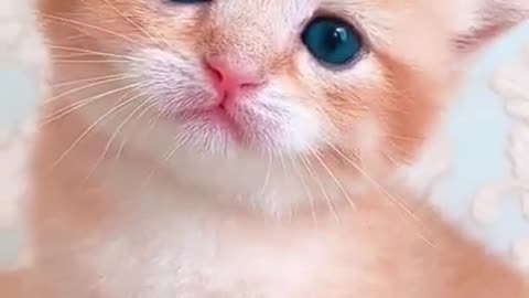 Cute cat sound so cute