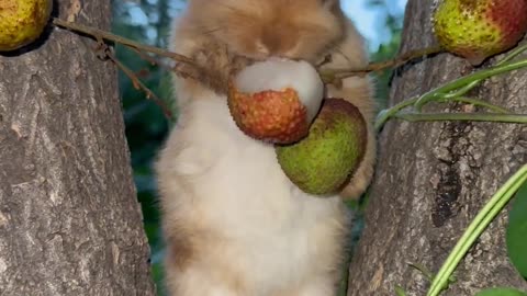 The little bunny munches on lychee.