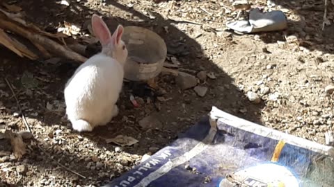 Rabbit Feeding.
