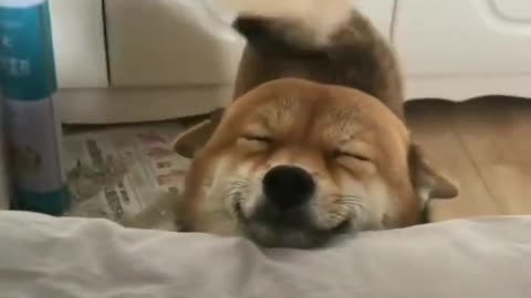 Your wake up smile has arrived Funny Dog 2020