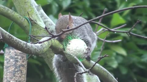 Squirrel steals suet ball