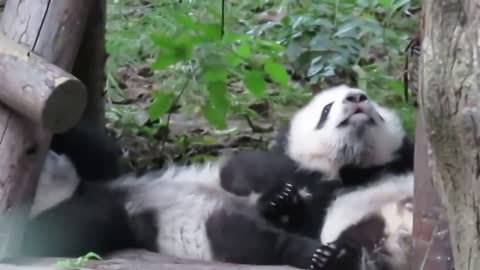 Cute baby Pandas playing with their mother