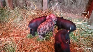 Graham Family Farm: Petunia's Piglets 4 Days Old