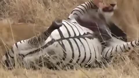 Zebra eaten alive😱